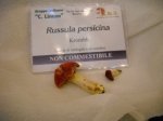 russula persicina